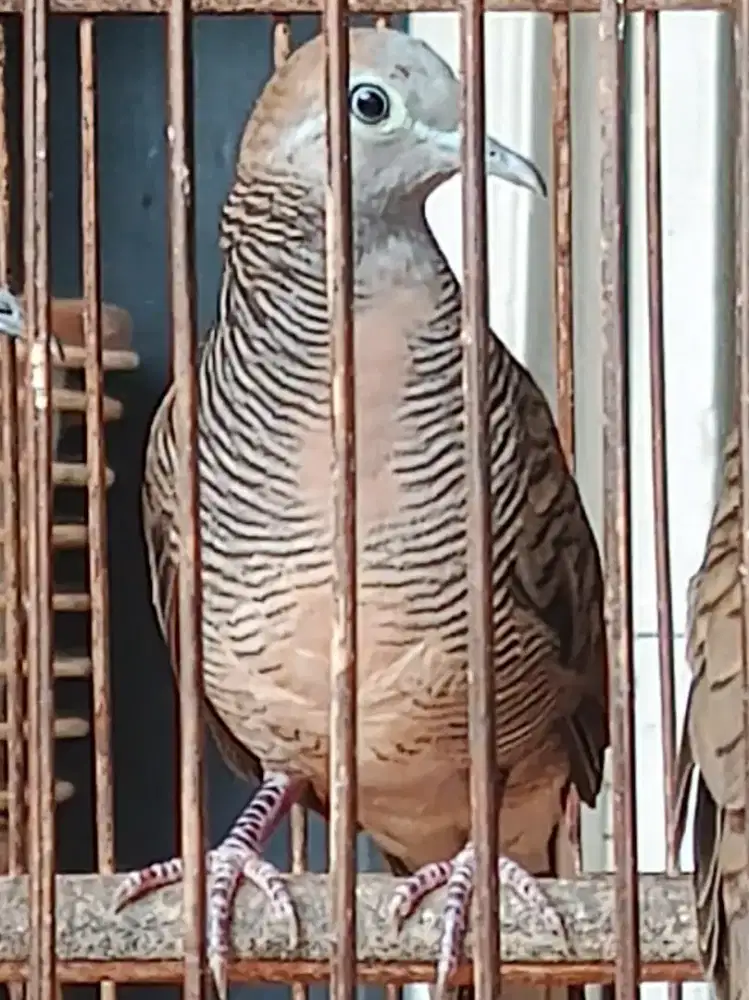 Perkutut Katuranggan Kalung Kemben