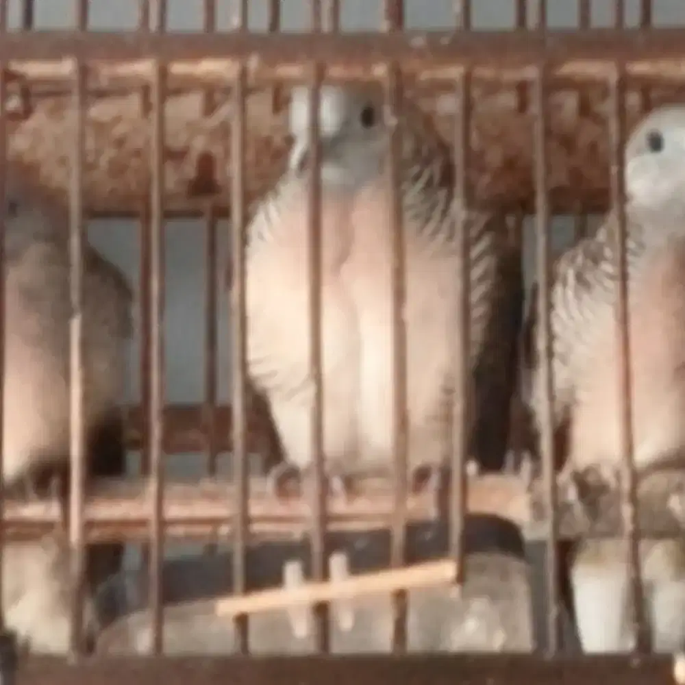 Perkutut Katuranggan Banyu Mili