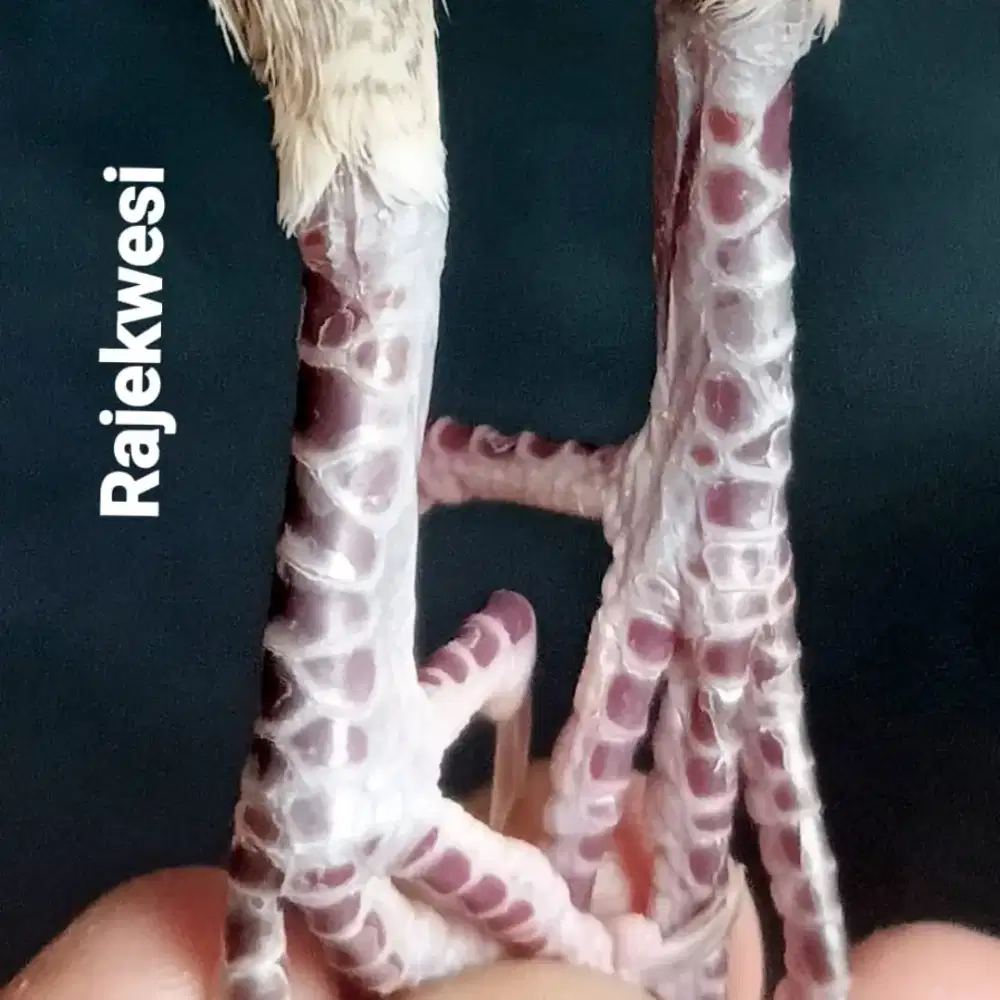 Perkutut Katuranggan Rajekwesi