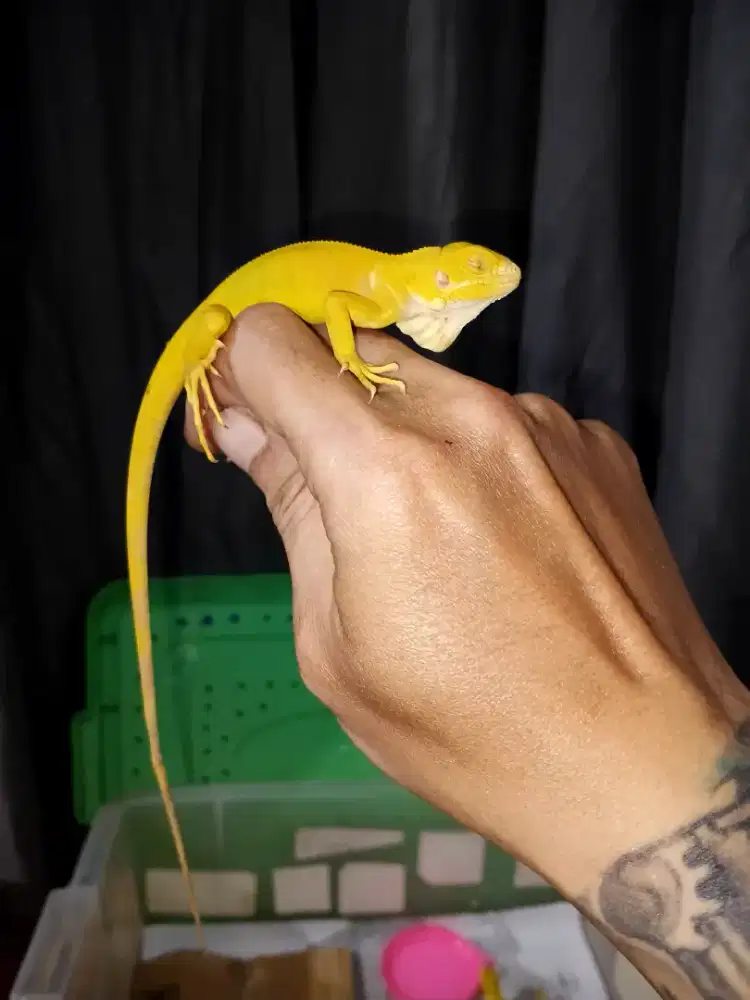 Iguana albino baby