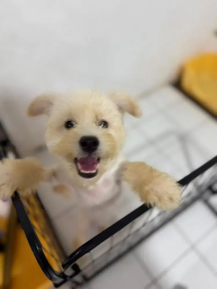 Anjing betina 6bulan