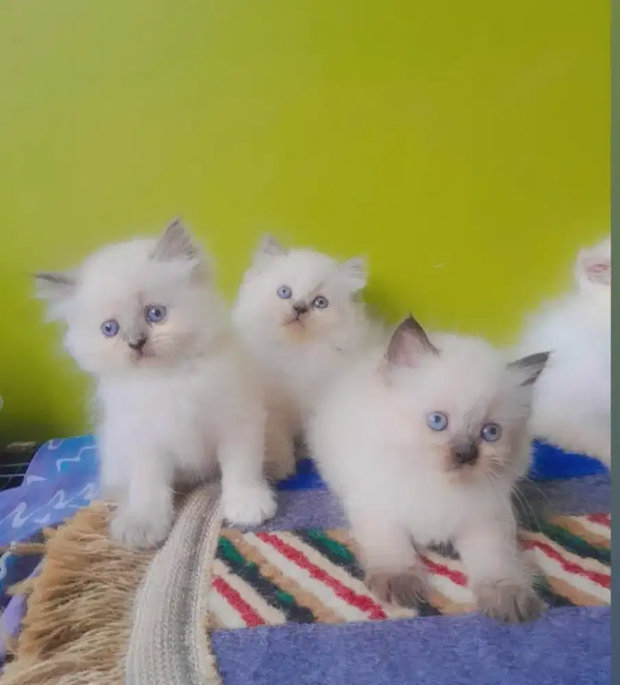 kitten himalaya #kucinglucu #kittenlucu