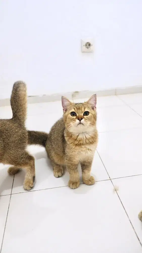 BRITISH SHORT HAIR / BSH GOLDEN