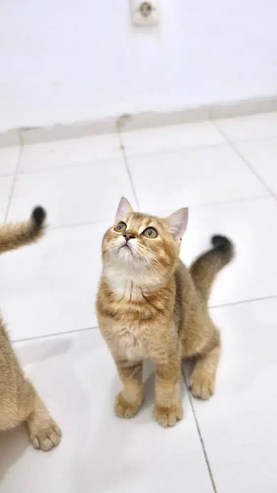 BRITISH SHORT HAIR / BSH GOLDEN