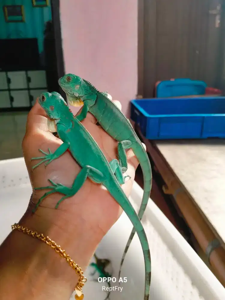 Beby blue mulus size 30 35cm