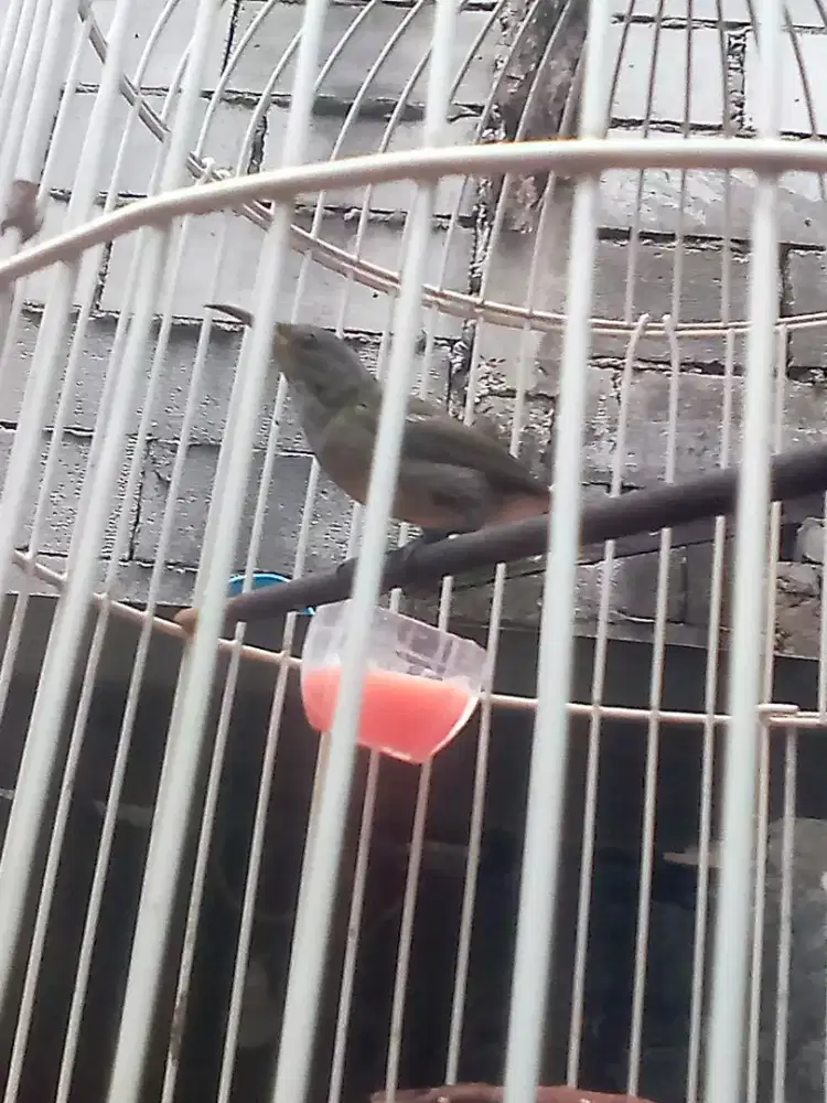 Konin ijoan harian rajin jaminan jantan