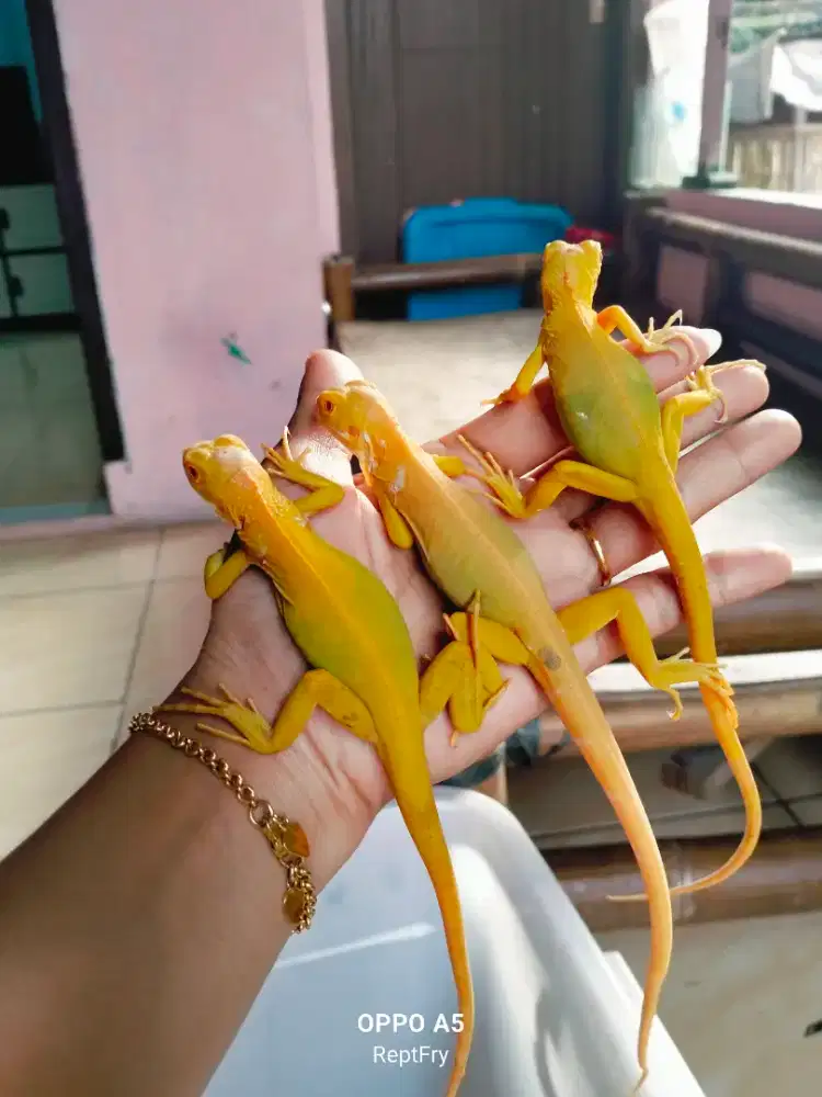 Beby green albino mulus size 30 35cm