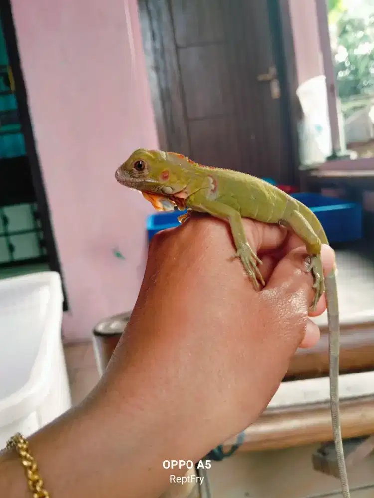 Red hypo Beby size 30 35cm mulus