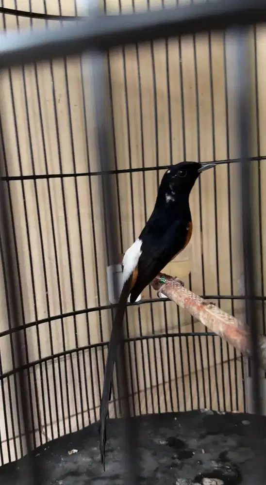 murai batu jantan blorok ekor 20cm trah split panda