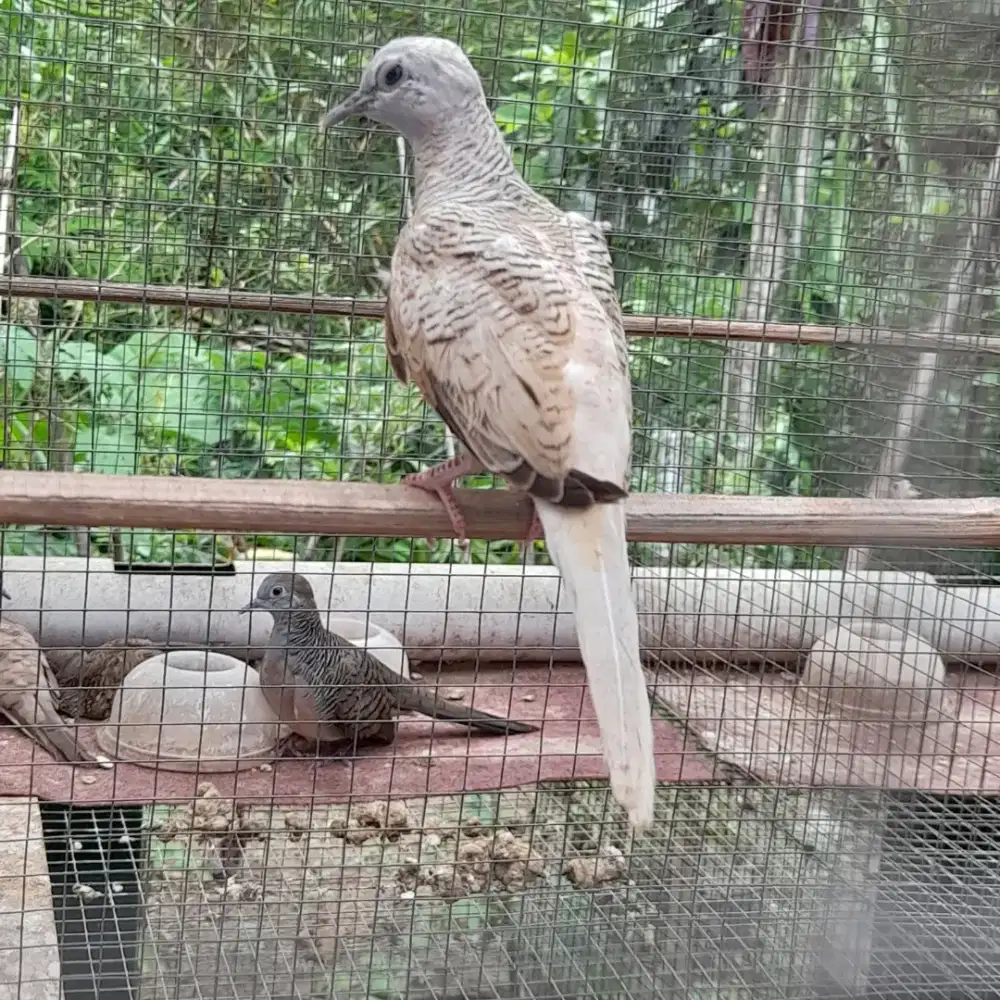 Perkutut golden mandirian