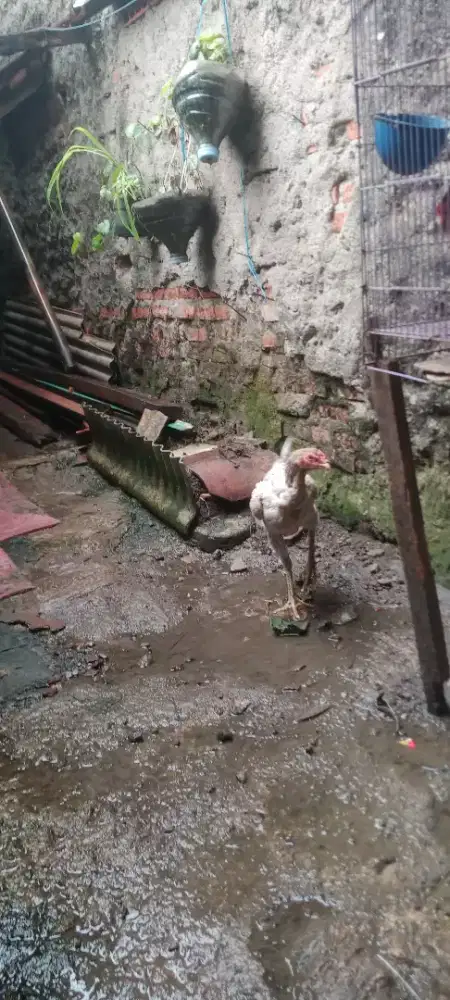 Jual cepat ayam bangkok biang phakoy