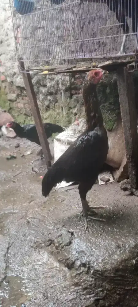 Jual cepat 2 ekor ayam betina mngoun sisik buaya