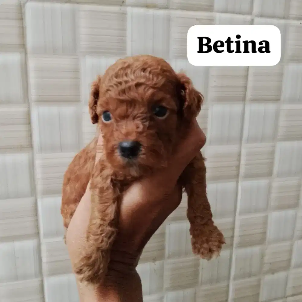 Toy poodle pure murah meriah