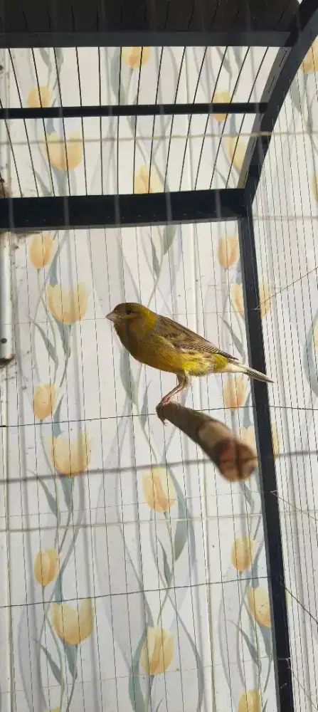 Burung kenari bekas gantangan