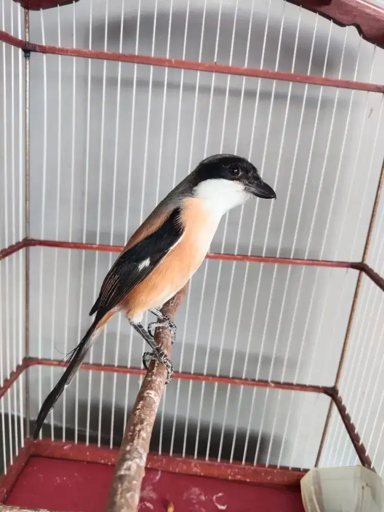 Jual cendet pastikan miara dri orok mulus bater kenari gacor boleh