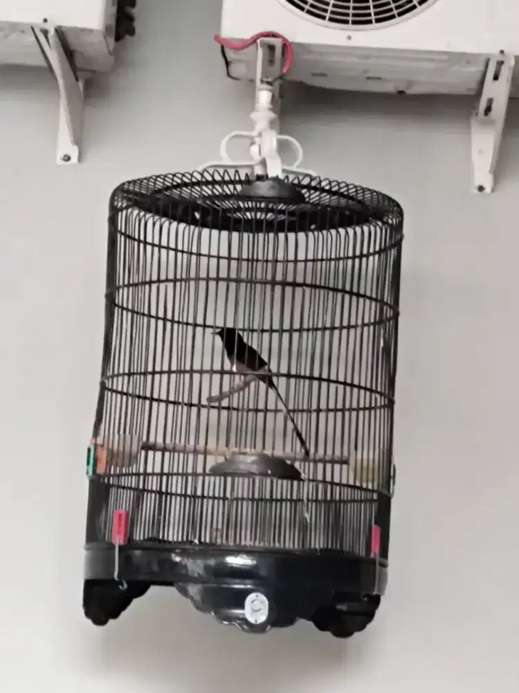 Burung muray brisik banget matap tingal gantung dengerin kandang EBOD