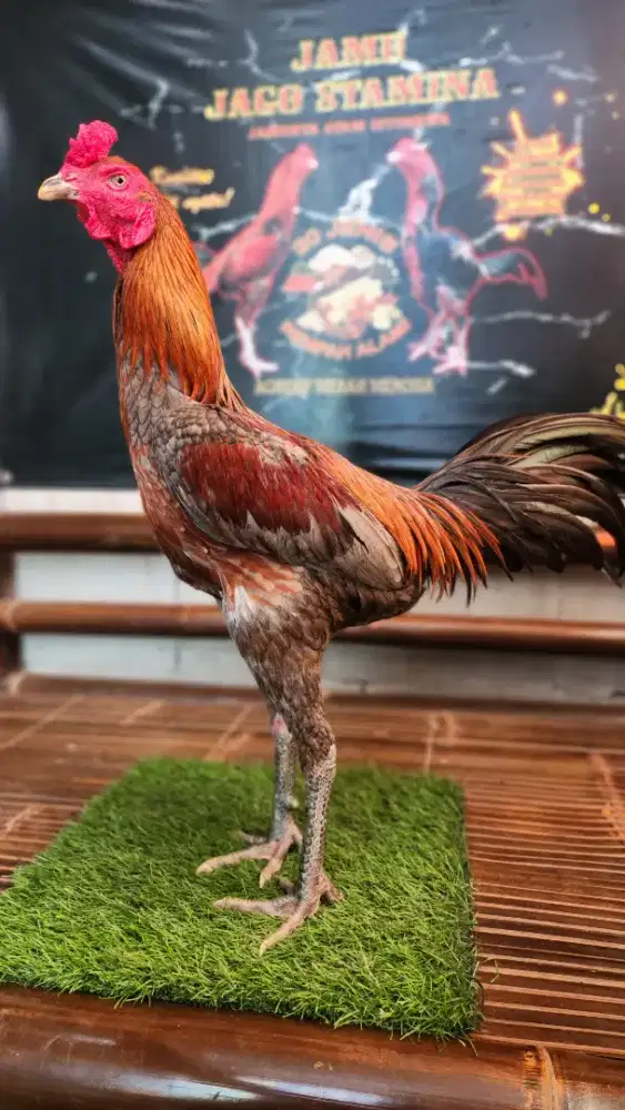 Ayam bangkok pamangon super pkul saraff siapan bervideo