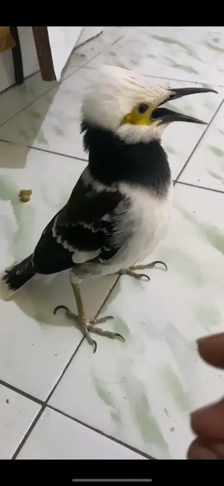 jalak cungko jalak hongkong jinak