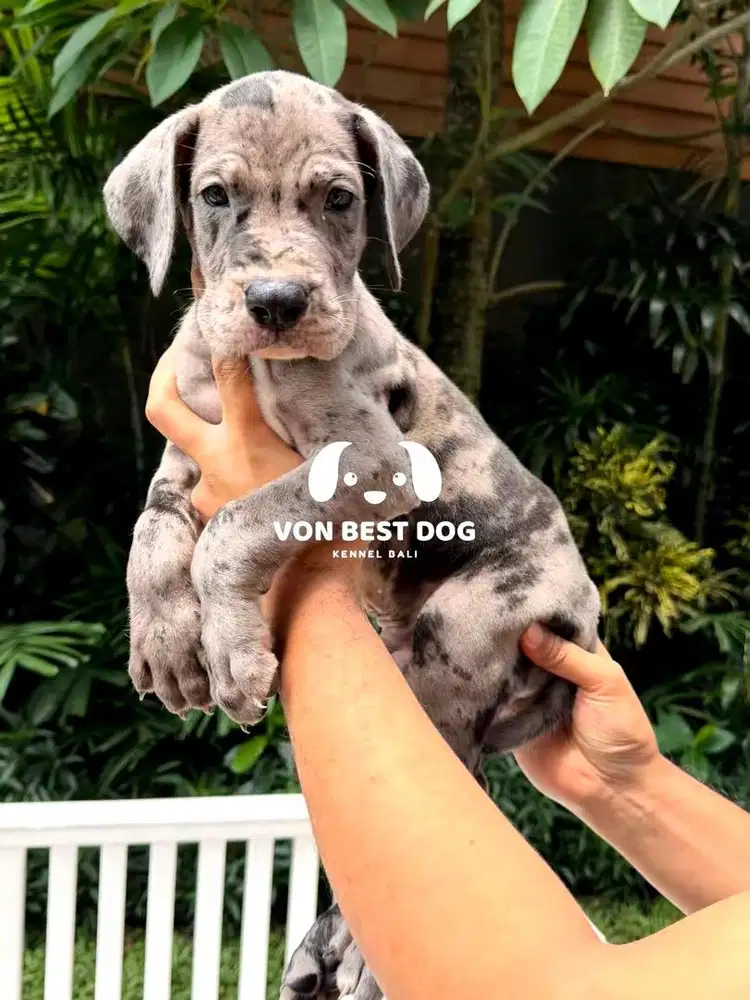 Greatdane puppy stambum