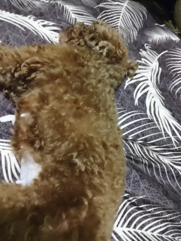 Mencari pembantu rumah tangga laki laki