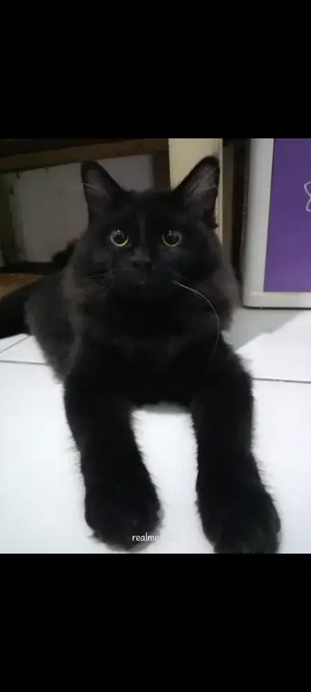 Kucing Betina Mixdome sama induknya