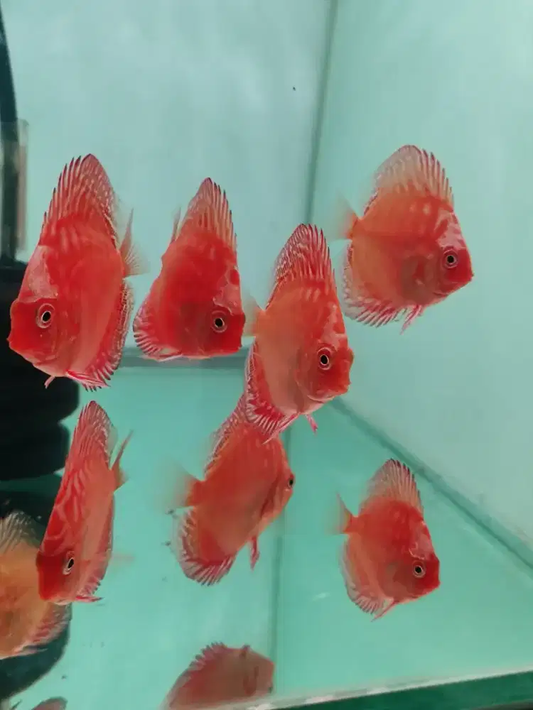 Ikan Discus Pigeon Discus leopard Ring