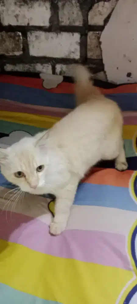 Kucing anggora jantan