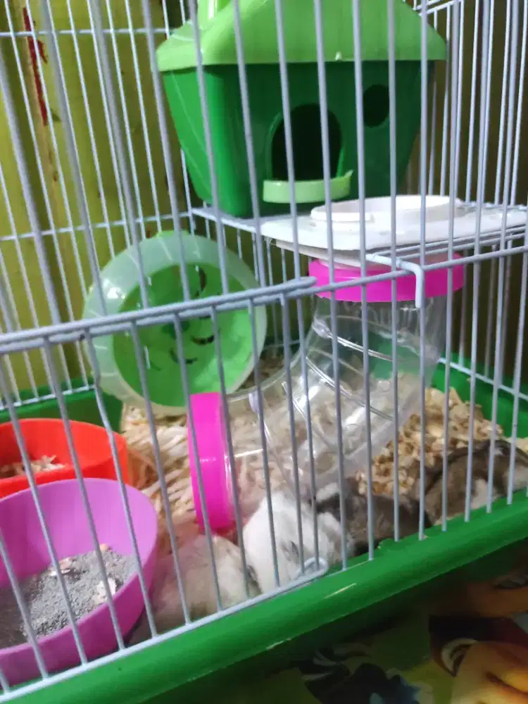 Jual aja hamster winter white dan Tiger nya borongan satuan boleh