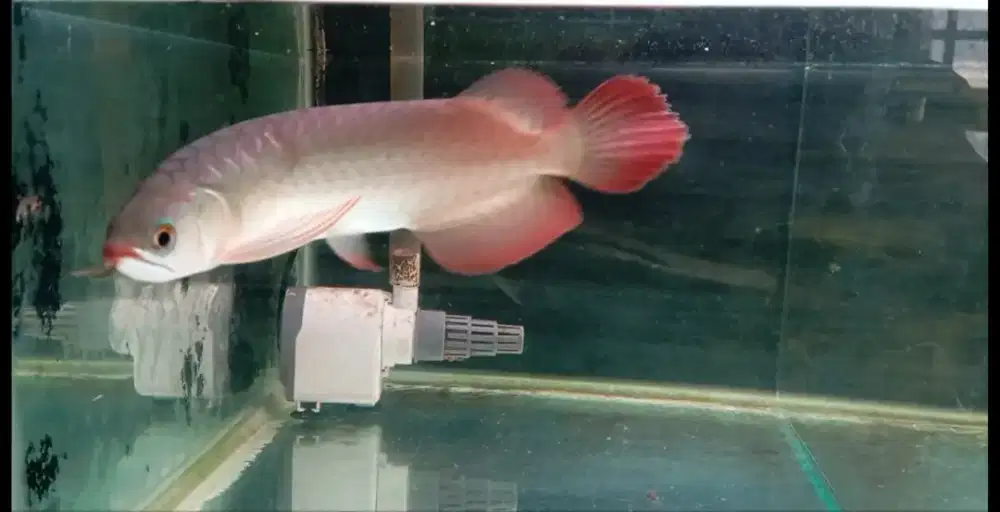 Arwana super red 22cm