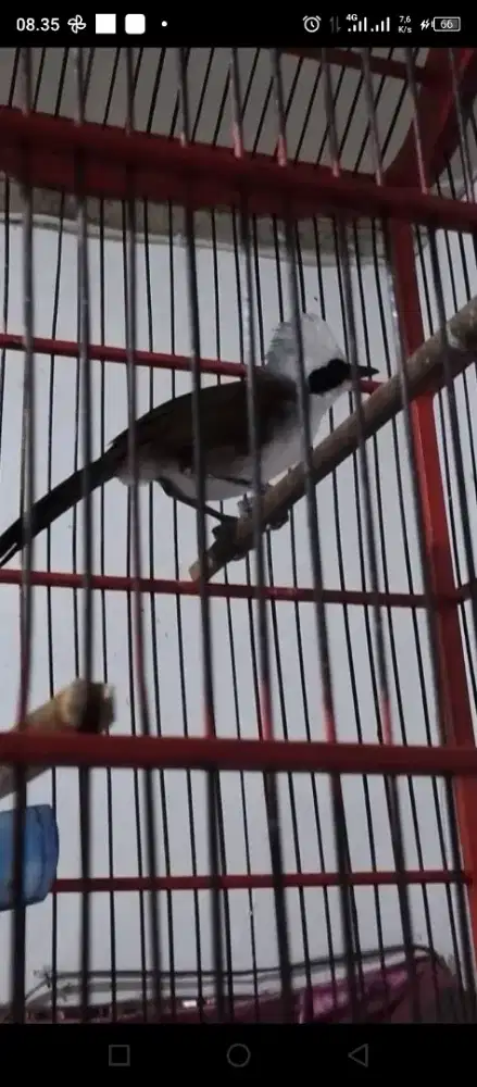 Poksay gacorr suara super kencang