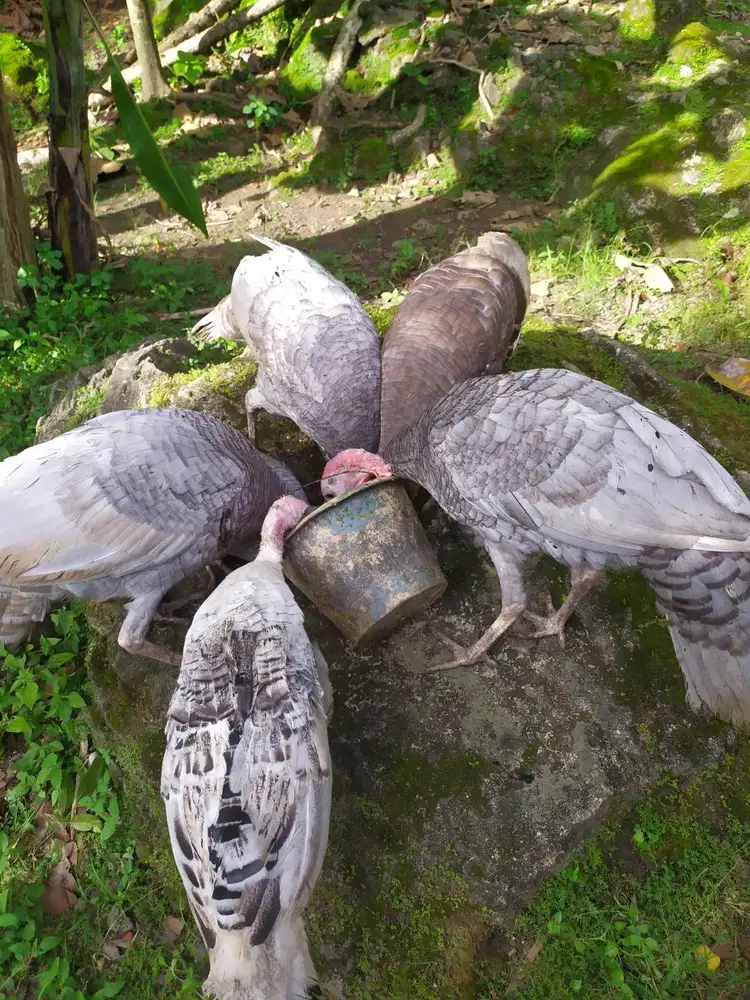 Jual kalkun jantan blue slate