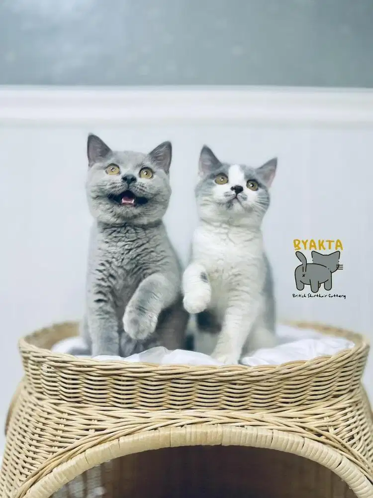 Kucing BSH - Kittens