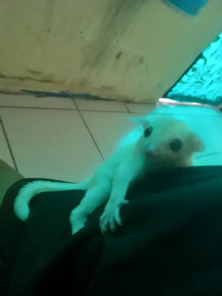 Sugar glider leucistic jantan joy