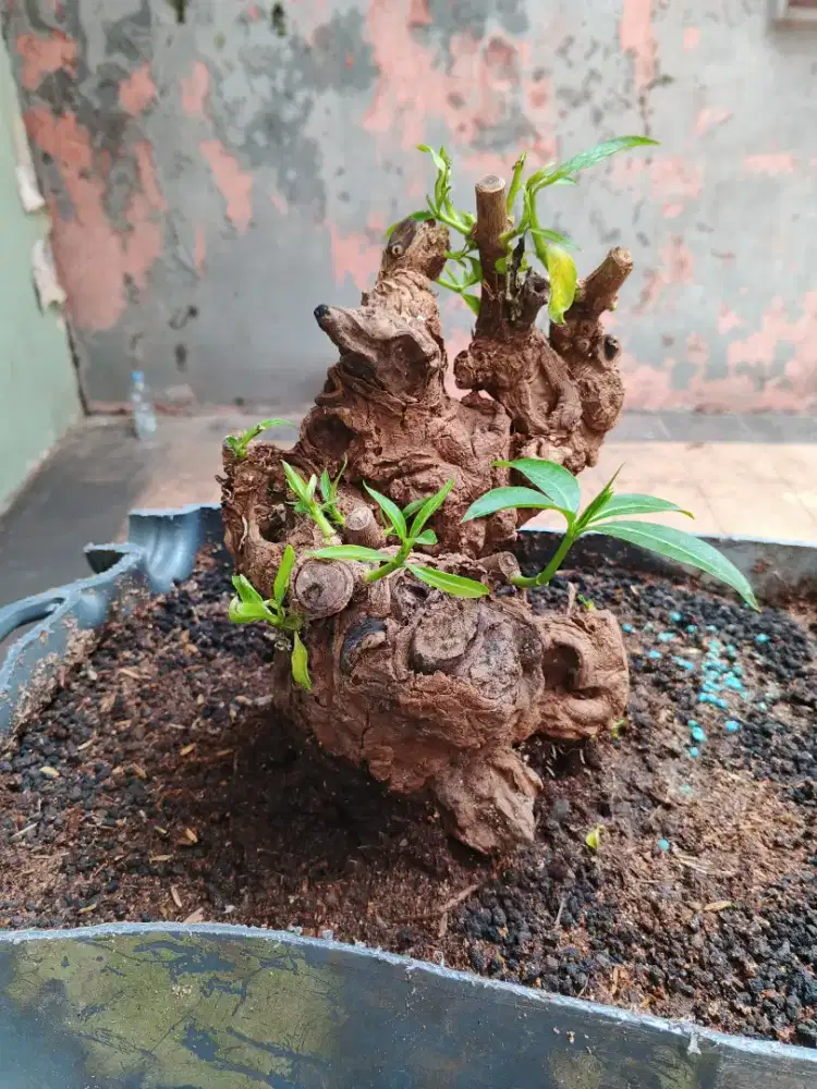 Murah Pohon Pule bonsai murah + potnya