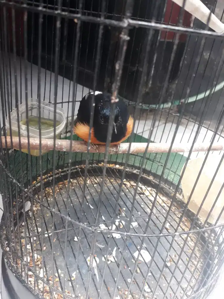 muray betina usia mapan