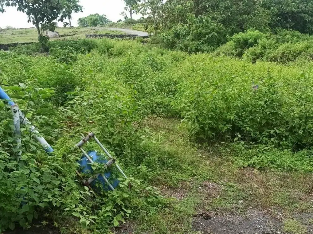 DIJUAL 1 BIDANG TANAH TOTAL LUAS 200 M² - BADUNG