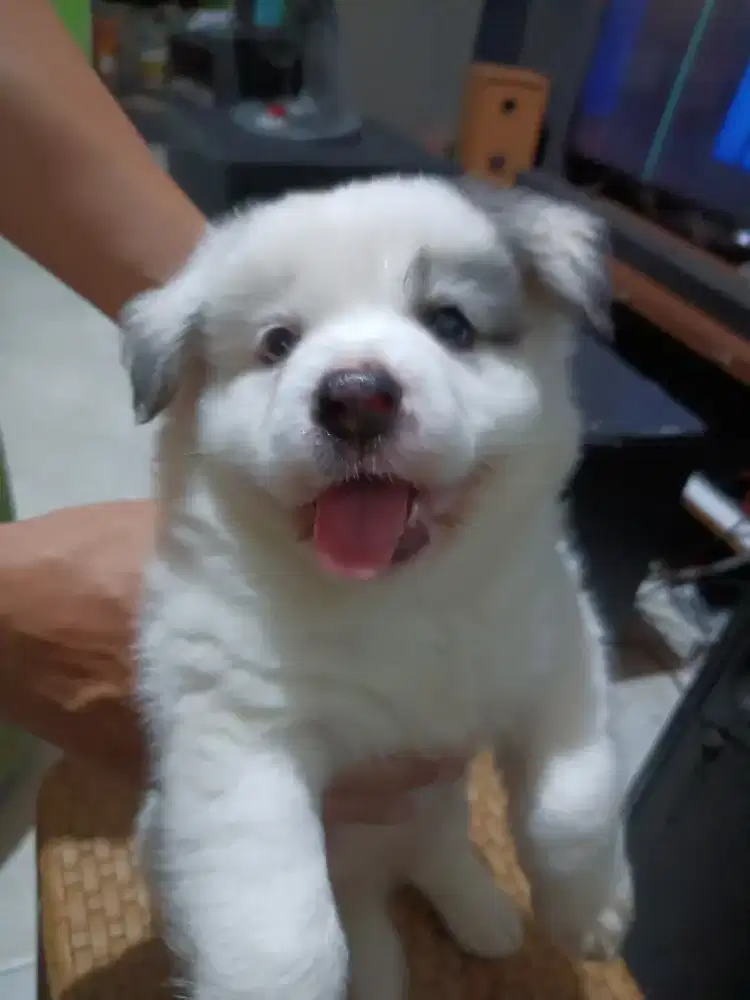 Anak Doggy anjing Husky mix Golden 2bulan