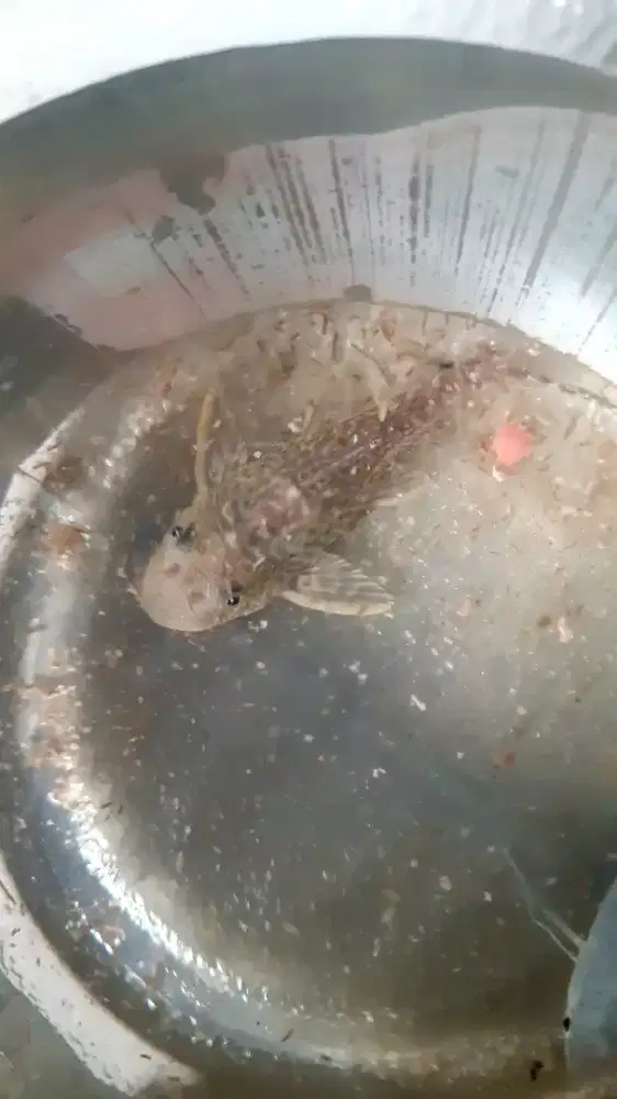 Ikan sapu sapu hitam