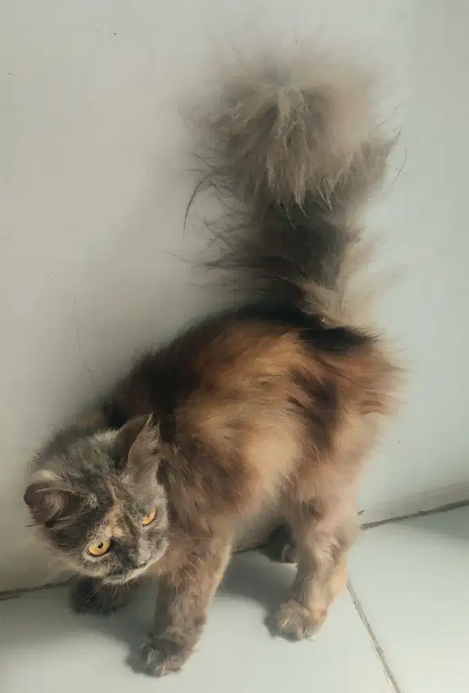 Kucing Persia Medium BETINA