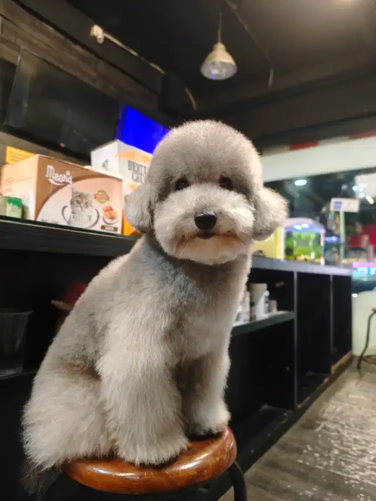 Dibutuhkan groomer pengalaman