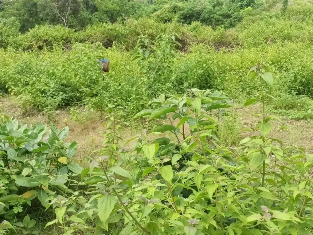 DIJUAL 1 BIDANG TANAH TOTAL LUAS 200 M² - BADUNG