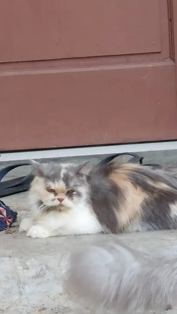 Kucing persia betina calico