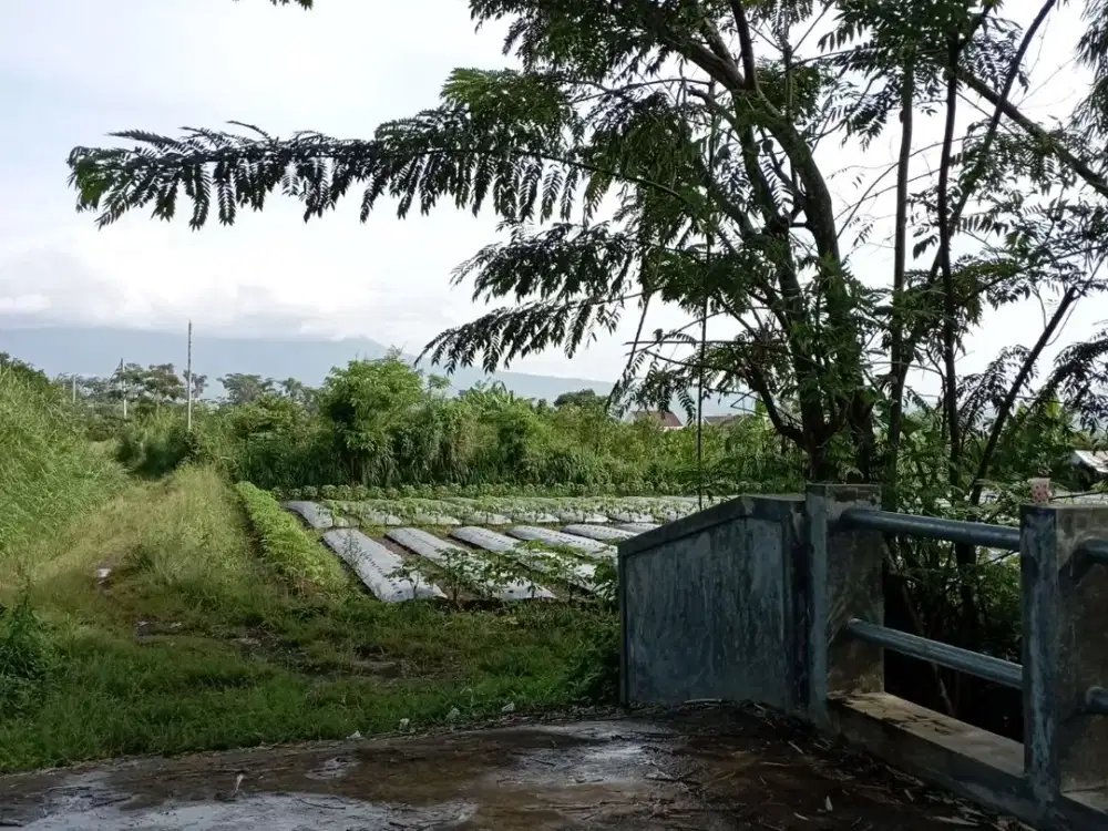 Lingkungan Perumahan Tanah Malang Taman Klandungan Legalitas SHM, Bukan Girik