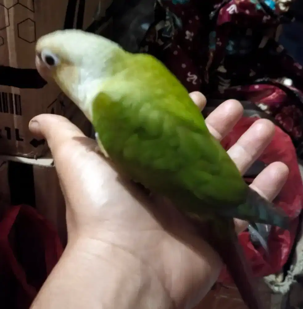 Cinamon conure conure