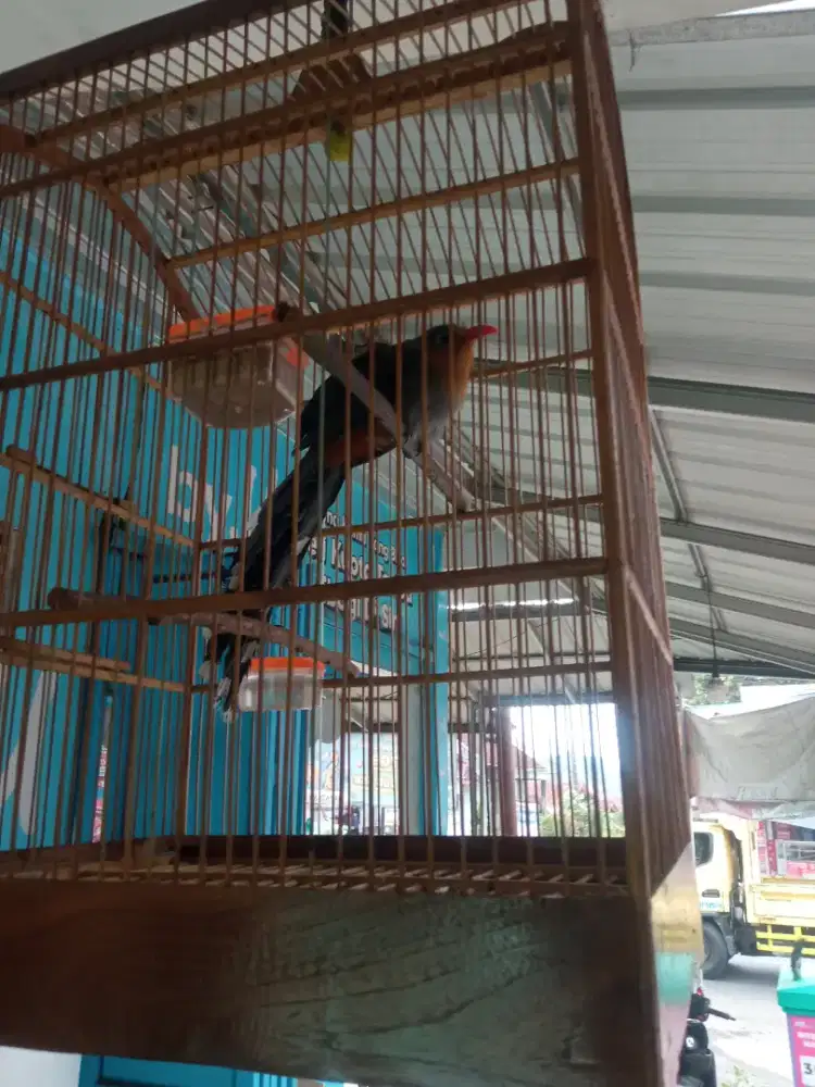 Burung Malkoha(kawalan kembang)