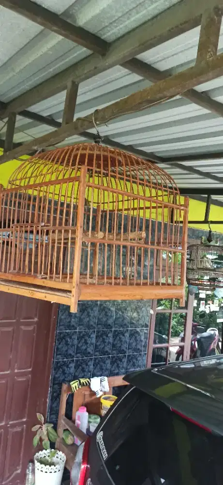 sangkar puter legendaris