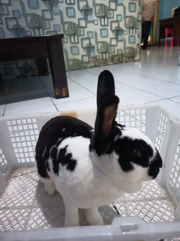 Dijual kelinci REX bulu karpet