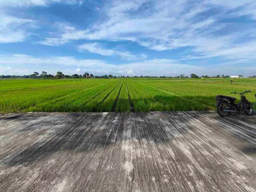 Sawah Subur Murah... Lokasi Strategis Cocok Utk Invest Juwiring Dekat Pasar Delanggu