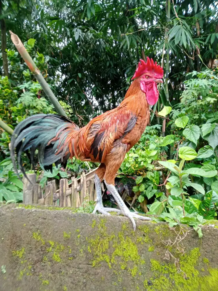 Ayam pelung jumbo