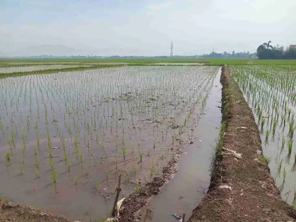 Jual Tanah Ladang Sawah